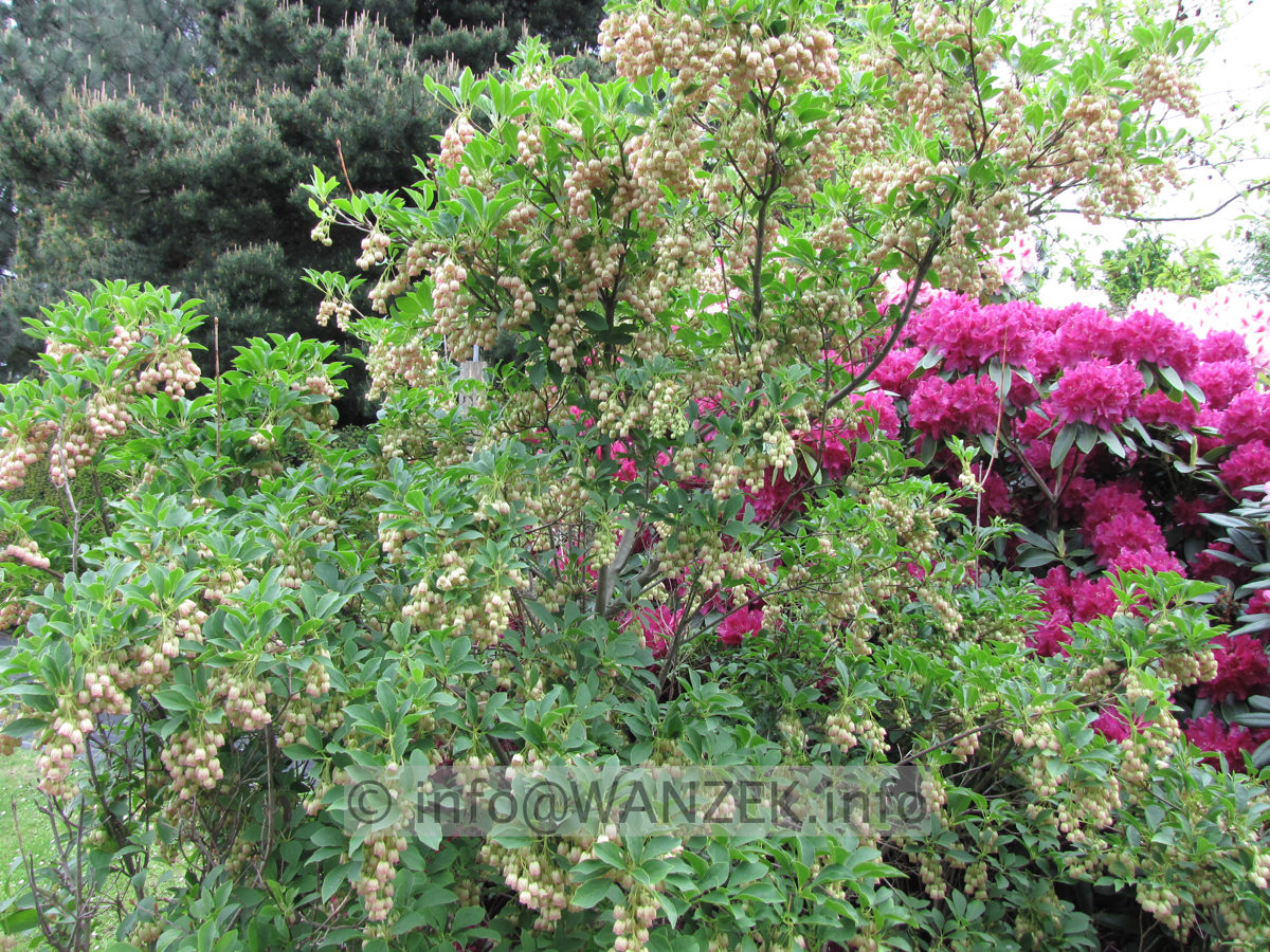 Enkianthus campanulatus - 2m.JPG